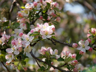 [A close view of multiple curved branches with closed white pink buds and open white pink flowers all along the branches. The leaves are small and green.]